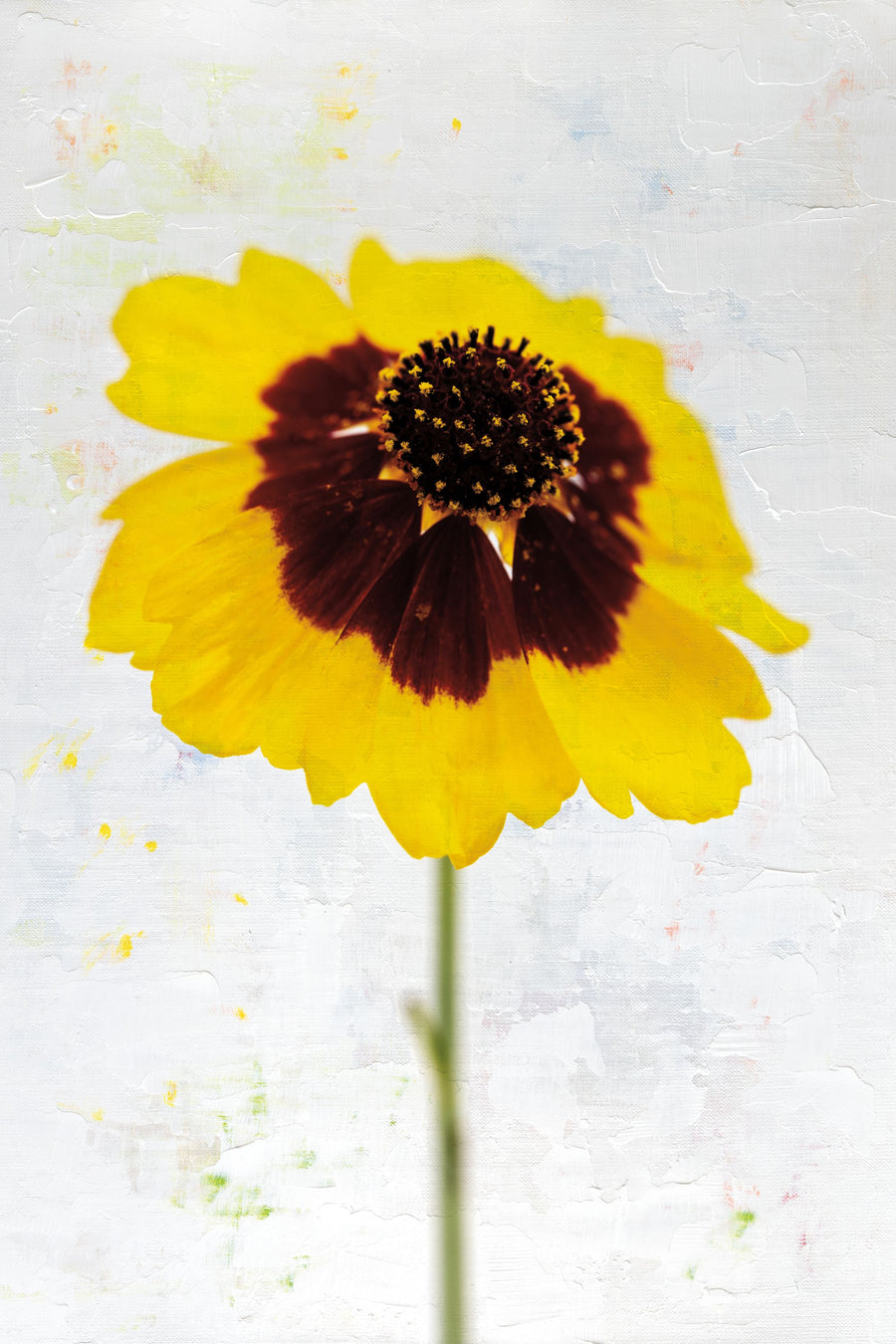 Wonderful Wildflowers XI Mural Wallpaper