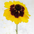 Wonderful Wildflowers XI Mural Wallpaper - pure wallpaper artwork