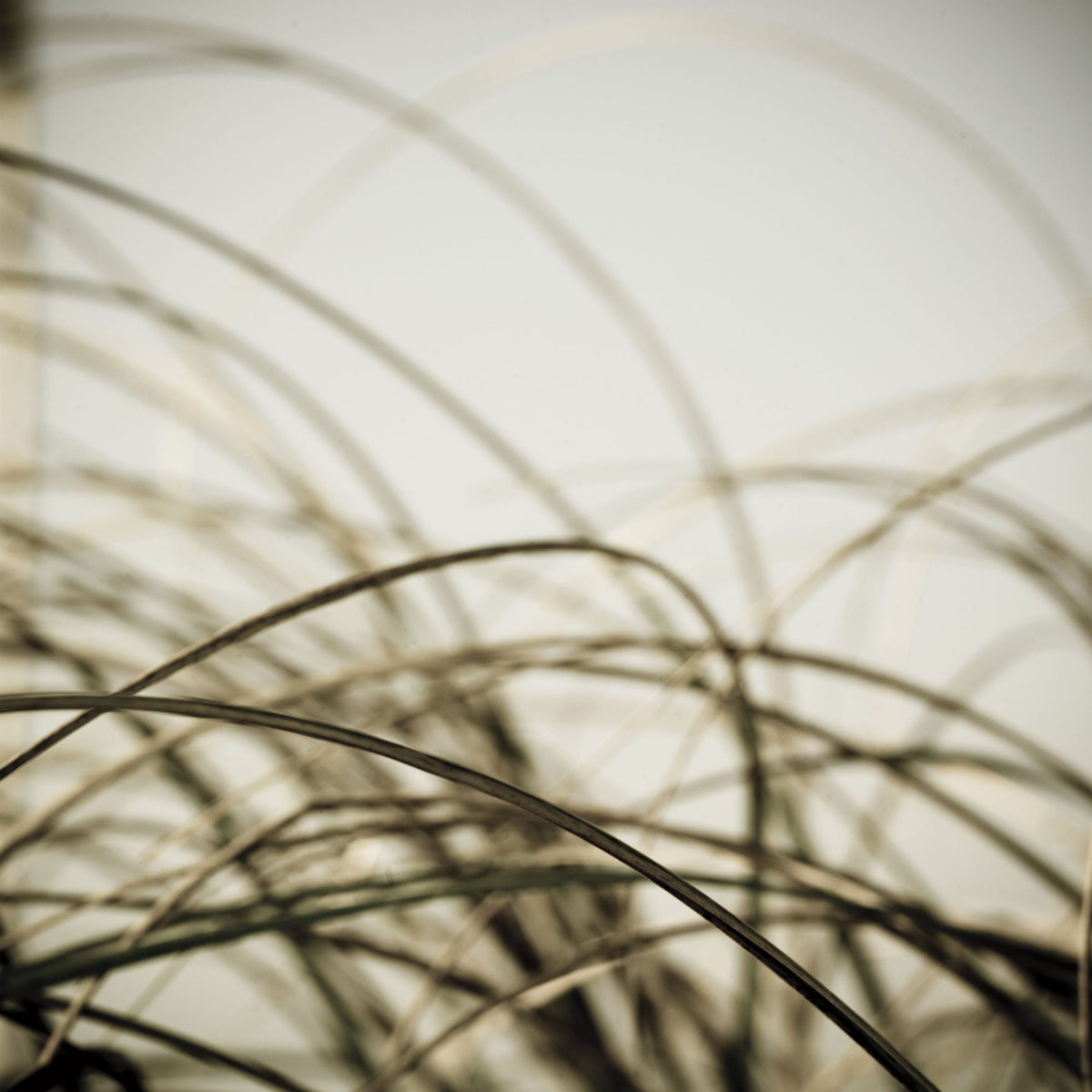 Beach Grass I Mural Wallpaper - pure wallpaper artwork