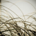 Beach Grass I Mural Wallpaper - pure wallpaper artwork