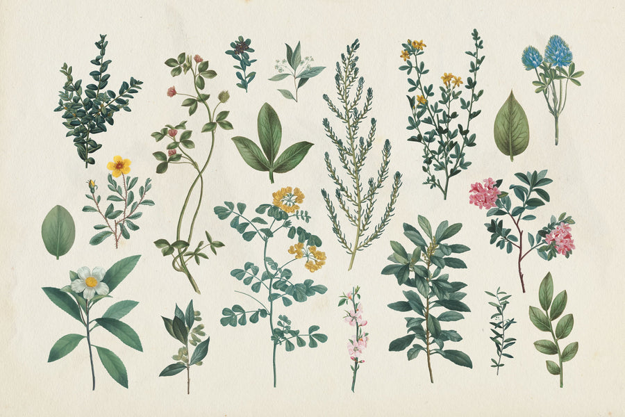 Victorian Garden III Mural Wallpaper