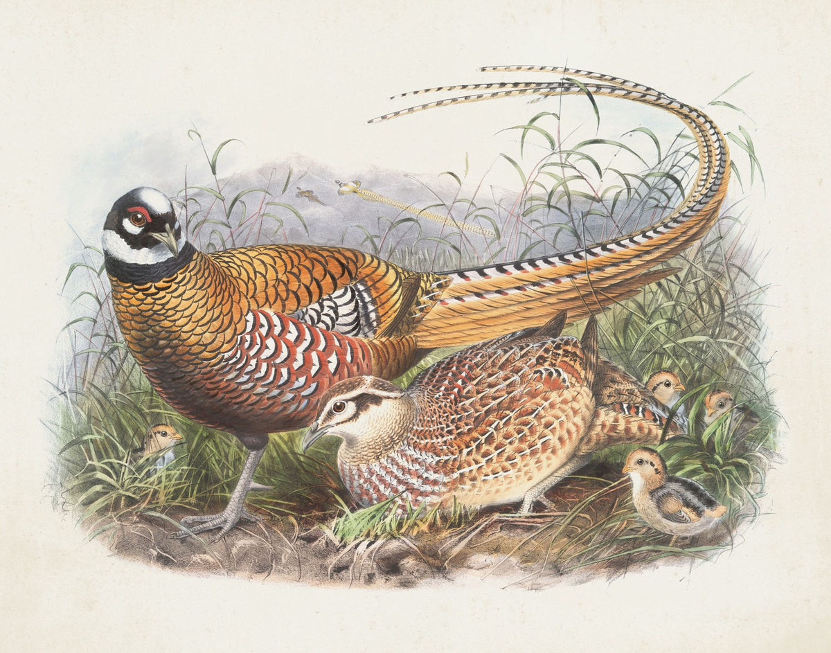 Autumn Pheasant II Mural Wallpaper - pure wallpaper artwork