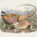 Autumn Pheasant II Mural Wallpaper - pure wallpaper artwork