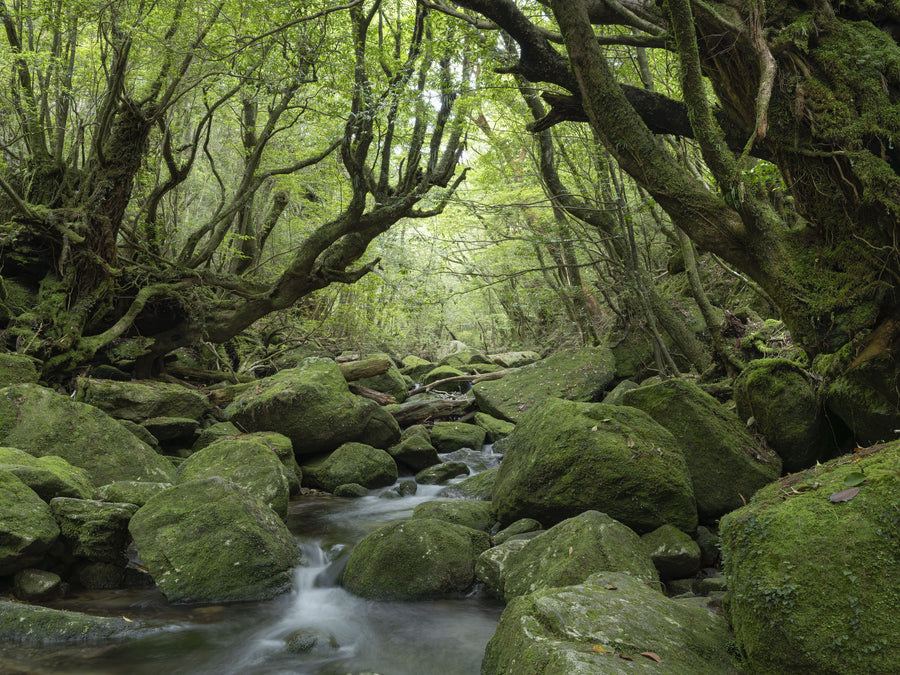 Forest Exploring Mural Wallpaper