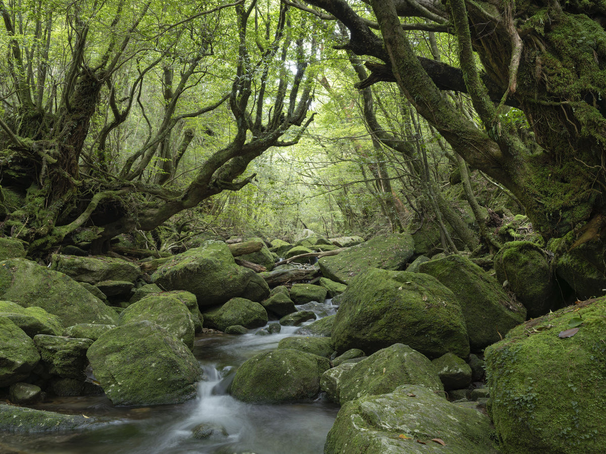 Forest Exploring Mural Wallpaper - pure wallpaper artwork