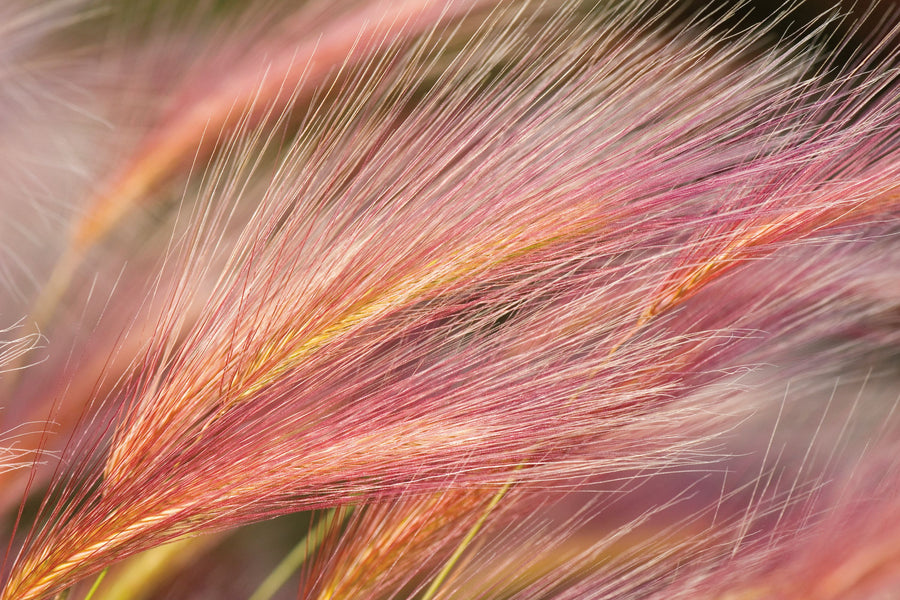 Foxtail Barley Variation Mural Wallpaper