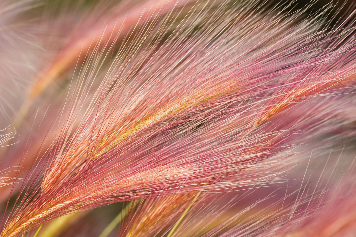 Foxtail Barley Variation Mural Wallpaper - pure wallpaper artwork