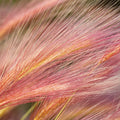 Foxtail Barley Variation Mural Wallpaper - pure wallpaper artwork