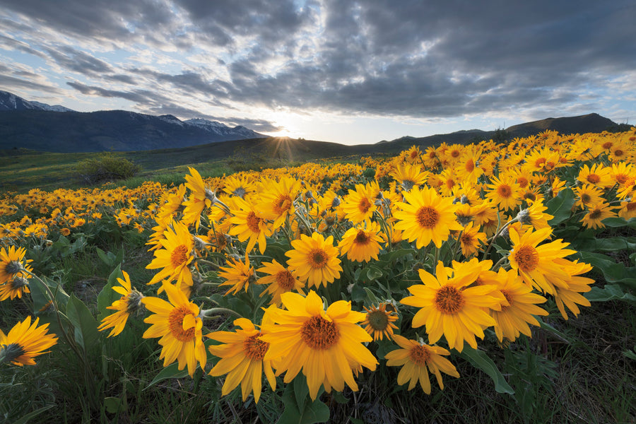 Methow Valley Wildflowers I Mural Wallpaper