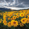 Methow Valley Wildflowers I Mural Wallpaper - pure wallpaper artwork