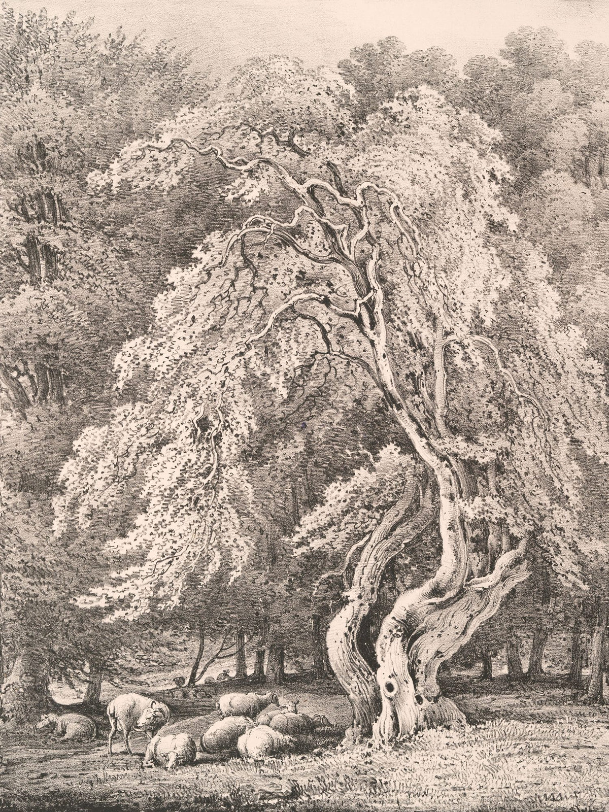 Hazel Nut Tree in Holme Park Mural Wallpaper - pure wallpaper artwork