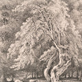 Hazel Nut Tree in Holme Park Mural Wallpaper - pure wallpaper artwork