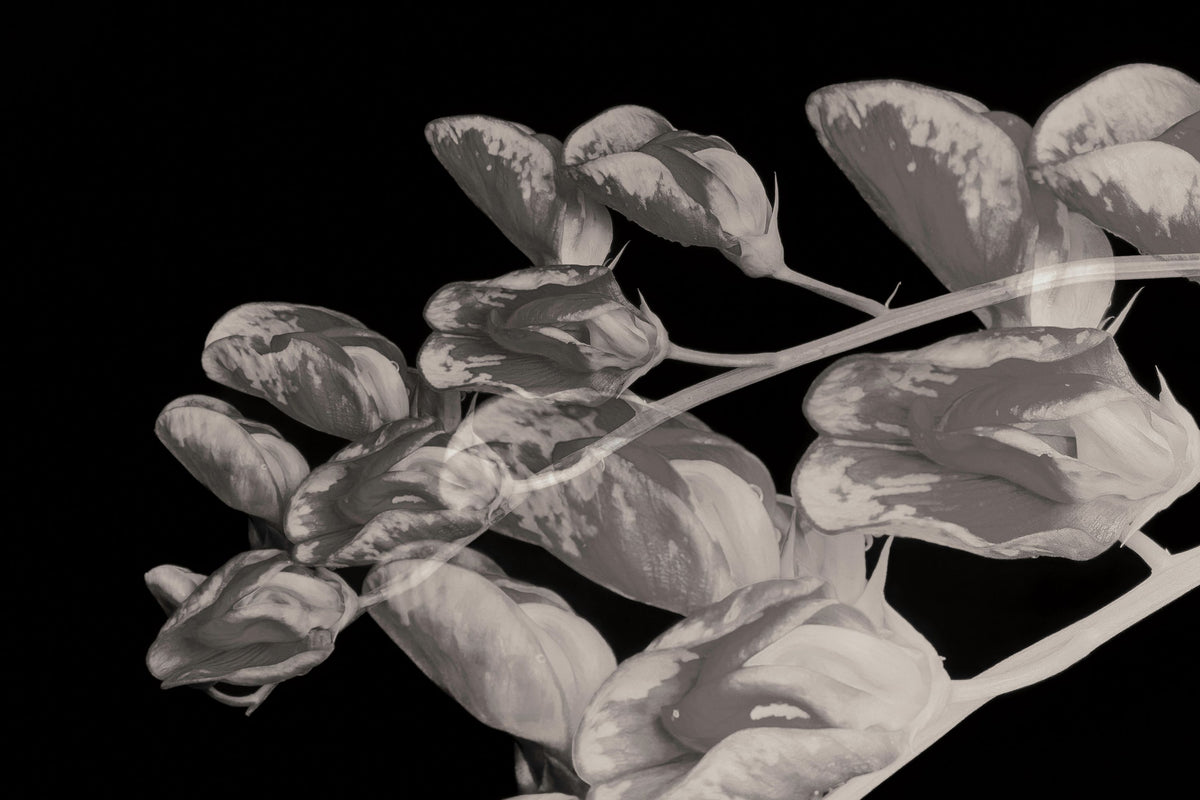 Flower Dreams BW I Mural Wallpaper - pure wallpaper artwork