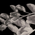 Flower Dreams BW I Mural Wallpaper - pure wallpaper artwork