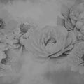 Transcendent Peony, Graphite Mural Wallpaper - pure wallpaper artwork