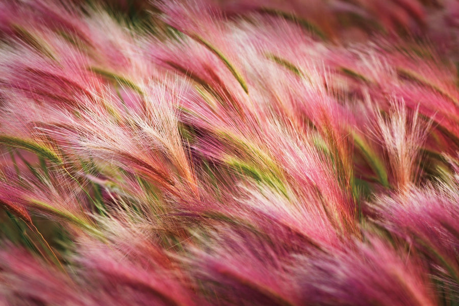 Foxtail Barley Mural Wallpaper