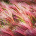 Foxtail Barley Mural Wallpaper - pure wallpaper artwork