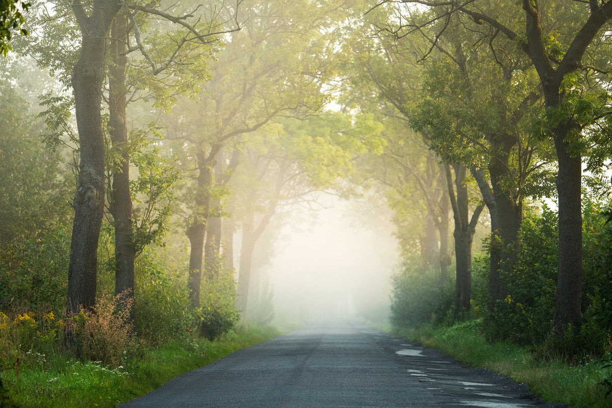 Mystical Road Mural Wallpaper - pure wallpaper artwork