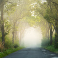 Mystical Road Mural Wallpaper - pure wallpaper artwork