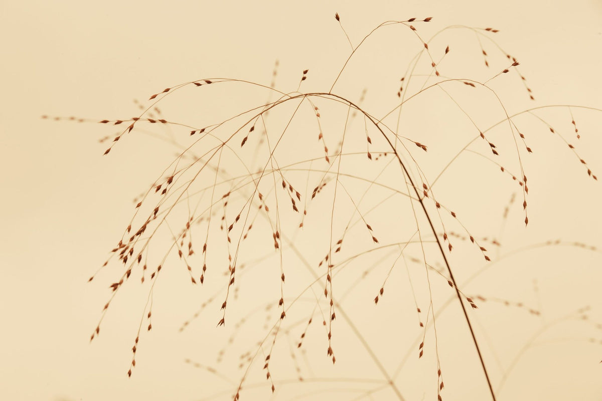 Lakeside Grasses Mural Wallpaper - pure wallpaper artwork