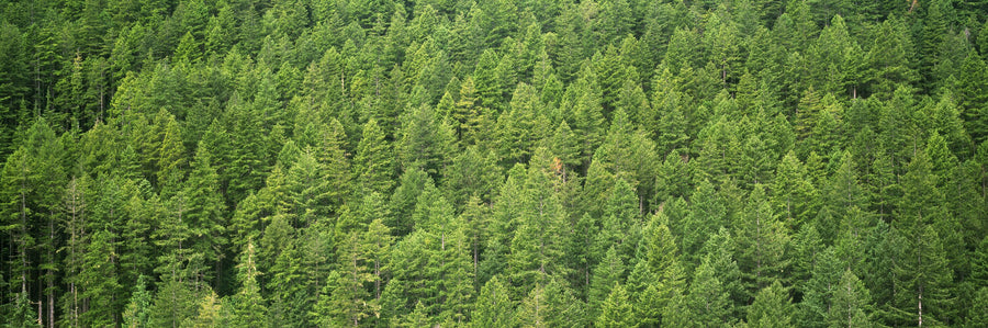Evergreen Forest in Washintong State Mural Wallpaper