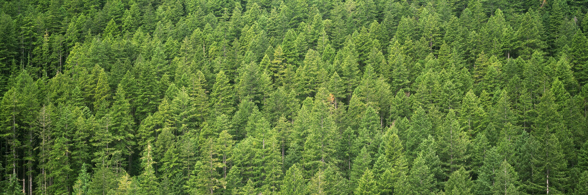 Evergreen Forest in Washintong State Mural Wallpaper - pure wallpaper artwork