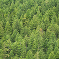 Evergreen Forest in Washintong State Mural Wallpaper - pure wallpaper artwork