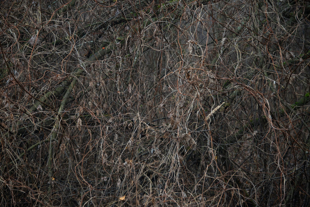 Fall Thicket Mural Wallpaper - pure wallpaper artwork