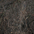 Fall Thicket Mural Wallpaper - pure wallpaper artwork