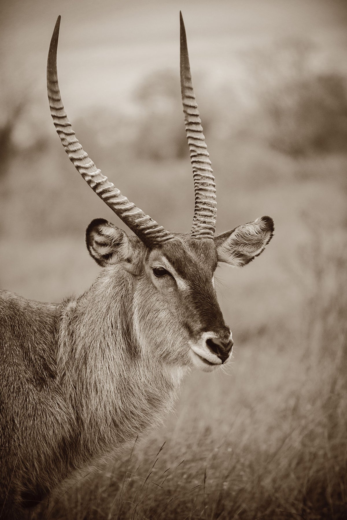 Waterbuck Portrait Sepia Mural Wallpaper - pure wallpaper artwork