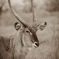 Waterbuck Portrait Sepia Mural Wallpaper - pure wallpaper artwork