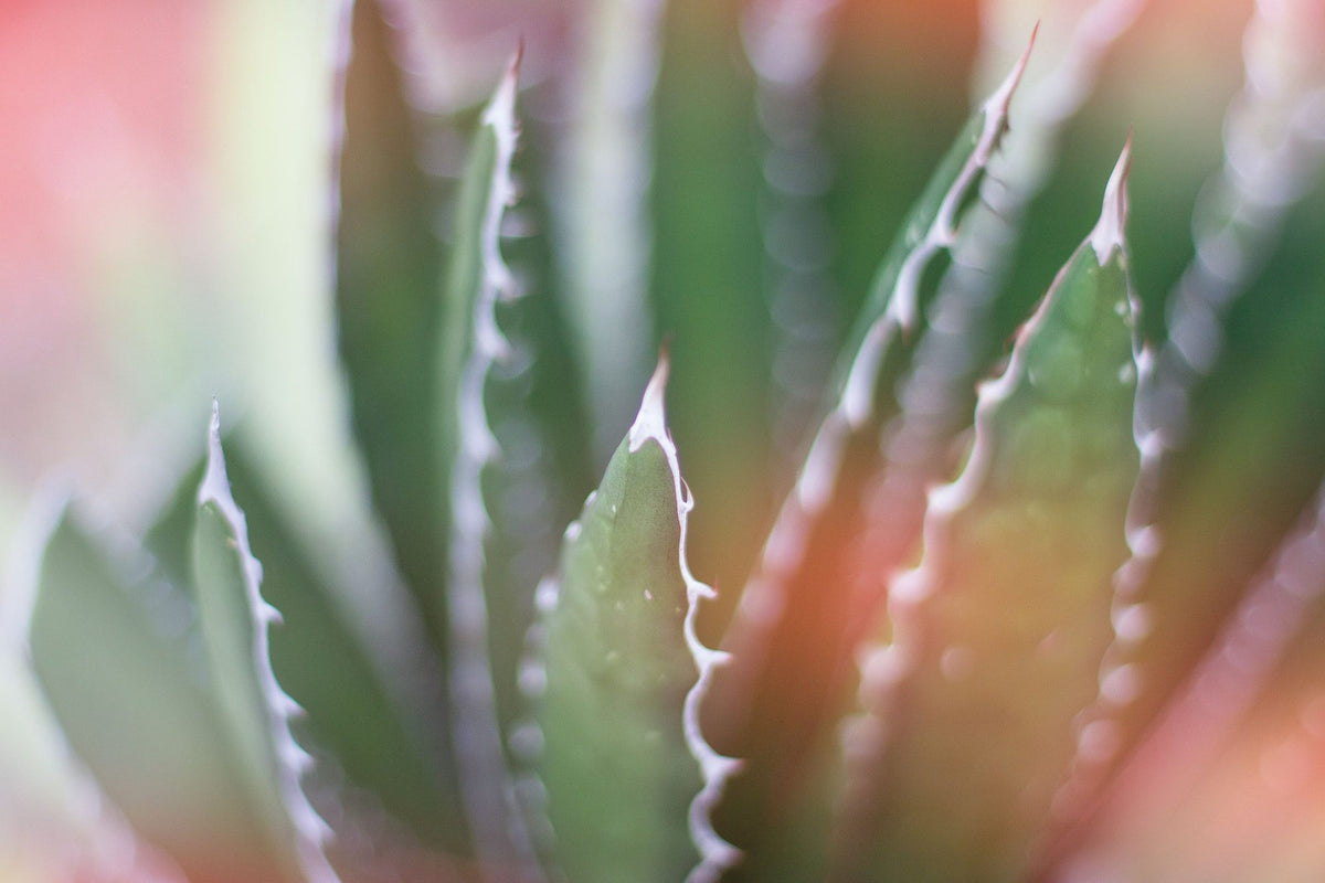 Dream Desert IV Mural Wallpaper - pure wallpaper artwork