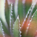 Dream Desert IV Mural Wallpaper - pure wallpaper artwork