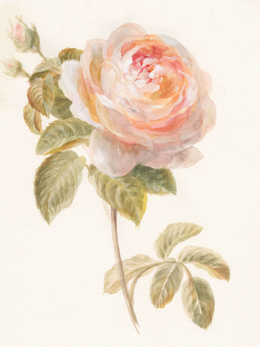 Garden Rose Mural Wallpaper