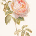 Garden Rose Mural Wallpaper - pure wallpaper artwork