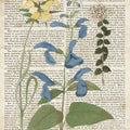 Salvia Florals on Newsprint II Mural Wallpaper - pure wallpaper artwork