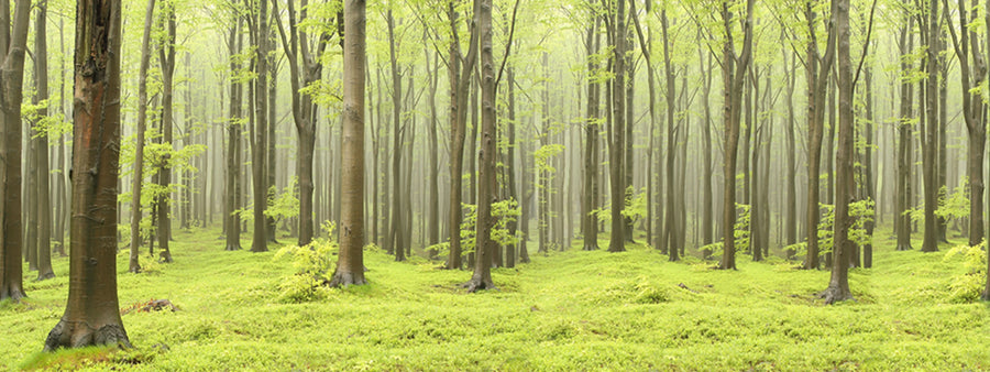 Deciduous Forest Mural Wallpaper