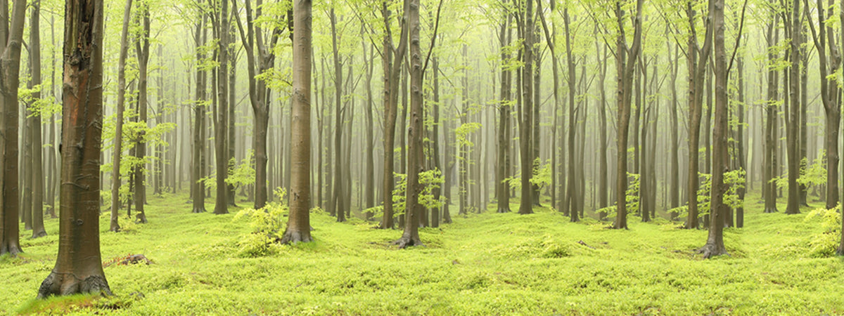 Deciduous Forest Mural Wallpaper - pure wallpaper artwork