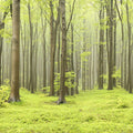 Deciduous Forest Mural Wallpaper - pure wallpaper artwork
