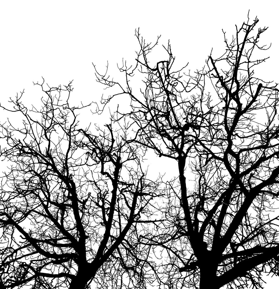 Branches Mural Wallpaper