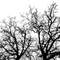 Branches Mural Wallpaper - pure wallpaper artwork
