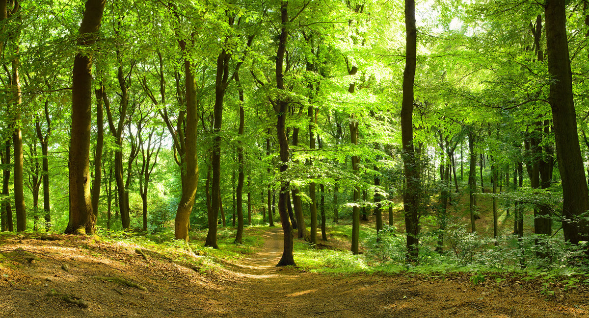Forest Mural Wallpaper - pure wallpaper artwork