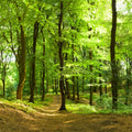 Forest Mural Wallpaper - pure wallpaper artwork