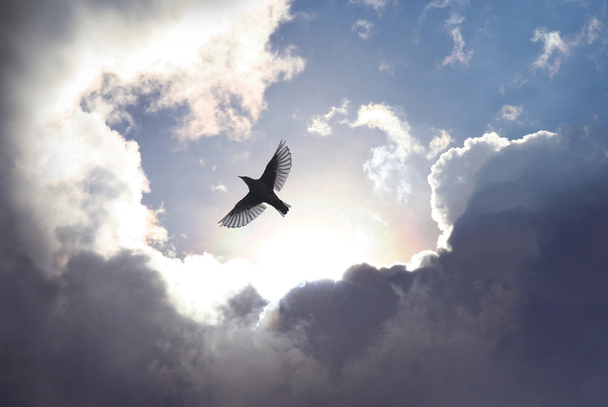 Free as a Bird Mural Wallpaper - pure wallpaper artwork