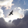 Free as a Bird Mural Wallpaper - pure wallpaper artwork