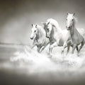 Horses Mural Wallpaper - pure wallpaper artwork