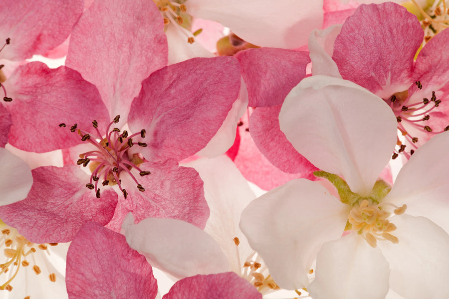 Apple Blossom Mural Wallpaper