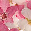 Apple Blossom Mural Wallpaper - pure wallpaper artwork