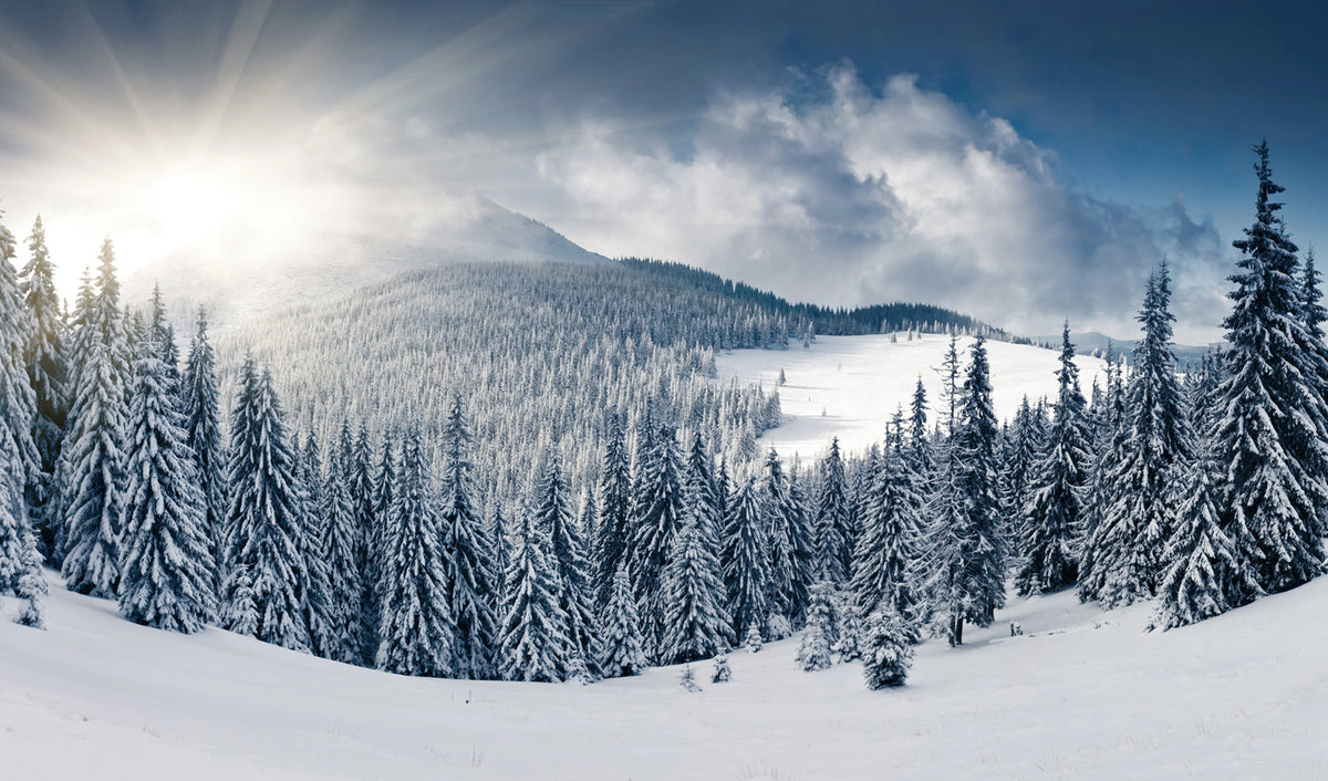 Winter Mural Wallpaper - pure wallpaper artwork