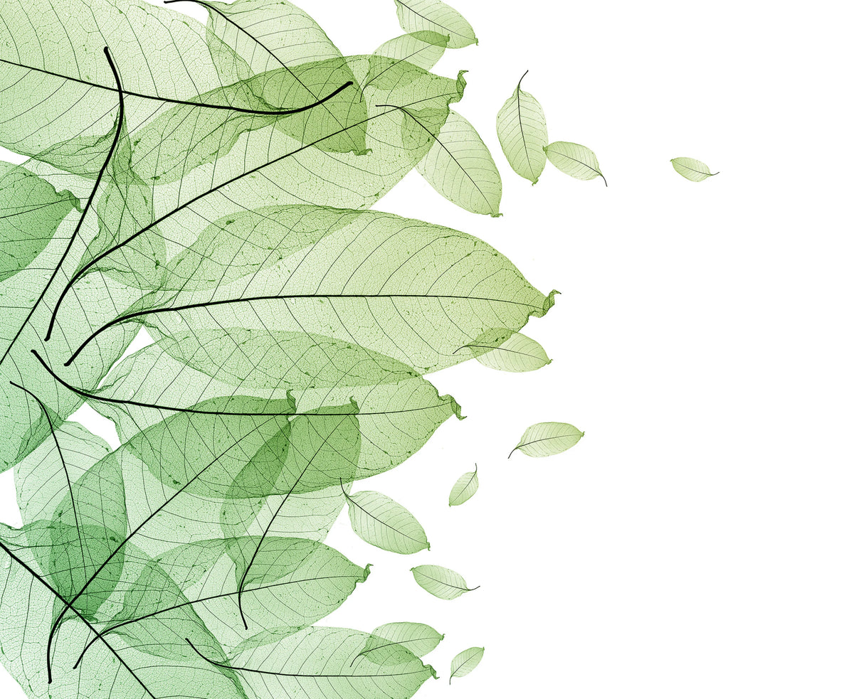 Foliage Mural Wallpaper - pure wallpaper artwork